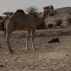 قعود فحل سنه جذع كفوو أبوه بعير شلوه وأمه ساسها قوي