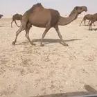 خلفه صفرا