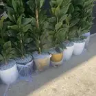 أشجار زينة جديدة