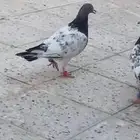 حمام باكستاني