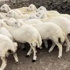 رخال