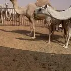 للبيع عشاير وضريبه