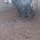 عنز شهبا جرم وجبار