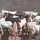 تيوس يمنيه وسودانيه لباني على 700 عرض اليوم
