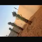 نخيل فاخر