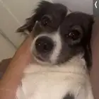 كلبه للبيع
