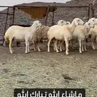 ضان حريات صنف الصنف عرض وبيع