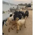 معزاء عوارض دفيع