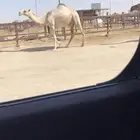 بكره كفوو ( تم البيع )