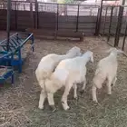 طليان حري