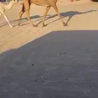 العشرا الشعلا الي معها قعود على زمول ابن دلمخ