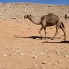 بكره للبيع