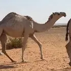 بكره لقيه باتليه عمرها طيب وطفاح