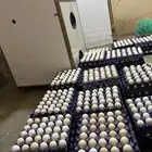 بيض بلدي نظيف ومخصب