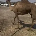 صفر عشرا وضريبه