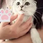 سكوتش فولد انثى للبيع