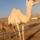 ناقة خلفة معه بكرة