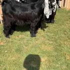 للبيع جفرات عوارضض كفففو تتتم البيع