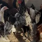 سلام عليكم للبيع دياكه صحه ونظافه