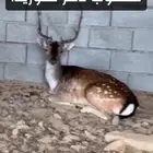 مطلوب ذكر