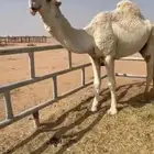للبيع الفحل الباتلي