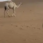 بكره حق ه للبيع طيبه