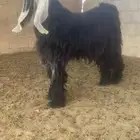 فحل عارض صنف