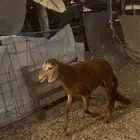 رخل سواكنييه حمريه انتاج محلي