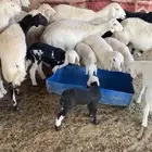 حريات وليد ودفيع