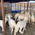 طليان حري