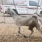 خلفه عنز فاخره جدا دافع شرط هي وبنتها