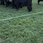 معزاء عوراض معرفة كفو