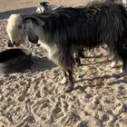 تيس فحل حبشي