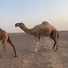 بعير عوني