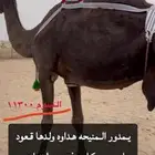 ناقه للبيع