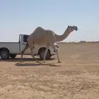 للبيع لقحه كفو رمانيه