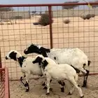 شاه رفيديه طيبه معها طلي ورخل تم البيع. تم البيع