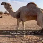 بعير لببيع