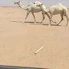للبيع العشرا معها بكره ولحقه