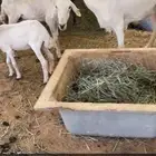 للبيع حريات دفيع ورفيديه