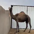 ناقه صفراء