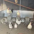 دجاج كفوو(تم البيع) خارج الموقع