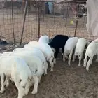 بهم حريات العدد 15 فيه 3 رخال
