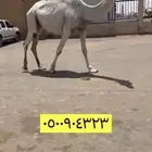 جذعه بكره