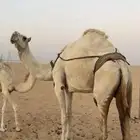 عشرا وضحى