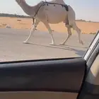 عشرا شقحا ضروبه طيبه