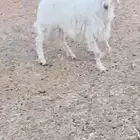 خروف ثلاجه كفو