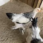 دجاج براهما كولمبي العمر من 5 الي 9 شهور