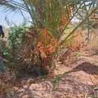 يوجدلديناجميع انواع انخل العربي والواشنطن