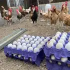 بيض بلدي مخصب نظيف